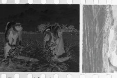 0015_Cotton Picking, Pike County, Mississippi