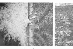 0017_Cotton Picking, Pike County, Mississippi