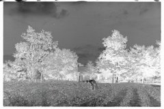 00028__Cotton sharecropper