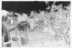 0048_ Resettlement  farmer and son