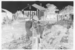 0052_Resettlement farmer's son