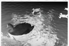 0564_Swan and cygnets , probably in the park, Minneapolis, Minnesota