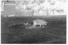 0638_Sow and piglets, probably Irwinville Farms Project , Georgia