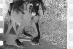 0684_ superfluous image