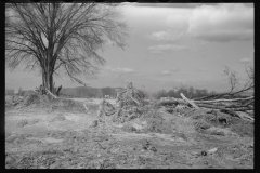 1178_Up-rooted trees , storm damage ,  Northampton , Massachusetts