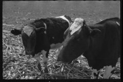 1254_Unknown cattle in unknown location