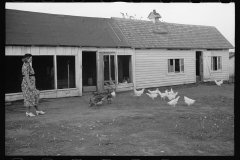 01568_Chickens in yard , farm dwelling,  Seward county , Nebraska