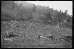 1742_Sourgum harvest Virginia