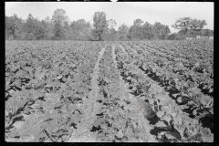 1933_Probably rows on cabbages ,