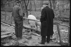 2465_Resettlement Administration representative with client and pigs, Jackson County, Ohio