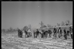 2747_Planting slash pine, Tuskegee Project, Macon County, Alabama,