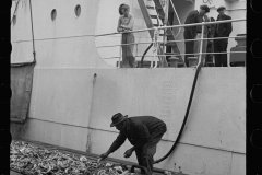 2770_Unloading Bananas. on the dock, Mobile, Alabama