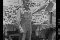 3230_ loading corn into corn crib