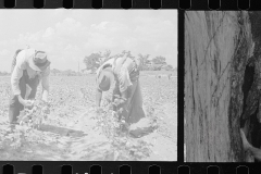 0015_Cotton Picking, Pike County, Mississippi