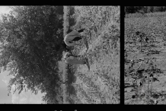 0017_Cotton Picking, Pike County, Mississippi