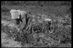0025_Cotton sharecropper