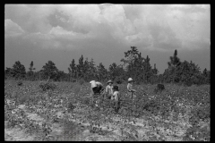 0026_Cotton sharecropper and Children, Lee County