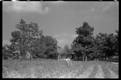 00028__Cotton sharecropper