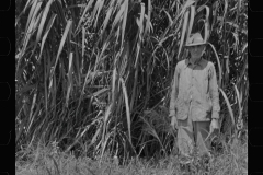 0042_Sugar cane, Plaquemines Parish  Louisiana