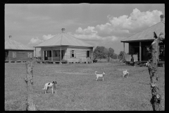0043_Sugar cane, Plaquemines Plantation Parish  Louisiana