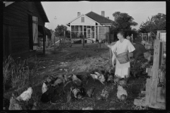 0046_Resettlement  farmer's wife with hens