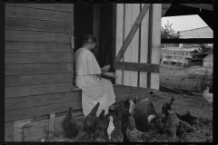 0050_Resettlement  farmer's wife with hens