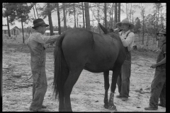 0066_ Farmer clipping mule