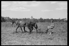 0067_ Resettlement farmer with harrow