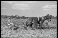 0068_Resettlement farmer with harrow