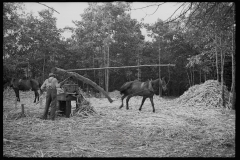 0078_Pressing sorghum cane, Fuquay Springs, North Carolina]