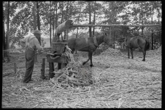 0079_Pressing sorghum cane