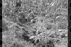 0222_Hillside farm land  detail,  Garrett County, Maryland