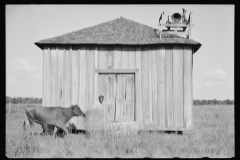 0235_ Sharecropper, Pulaski County, Arkansas, "Mother Lane"]