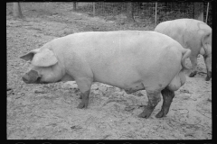 0283_Pigs in mud,  Prince George's County, Maryland