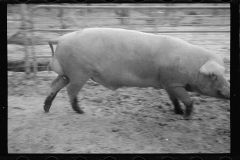 0284_Pigs in mud,  Prince George's County, Maryland