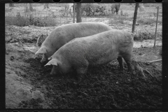 0285_Pigs in mud,  Prince George's County, Maryland