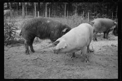 0285_Pigs in mud,  Prince George's County, Maryland