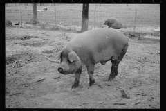 0287_Pig in mud,  Prince George's County, Maryland