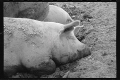 0288_Pigs in mud,  Prince George's County, Maryland