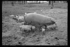 0289_Sow with her litter, Prince George's County, Maryland