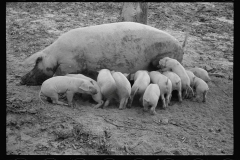 0290_Sow with her litter, Prince George's County, Maryland