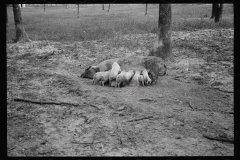 0291_Sow with her litter, Prince George's County, Maryland