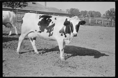 0292_Cow selected for  mating, Prince George's County, Maryland