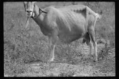 0294_Saanen goat, Beltsville, Maryland