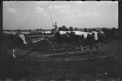 0295_Using cows to activate  pump for water