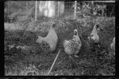 0297_Farming  ( chickens ) associated with: CCC (Civilian Conservation Corps