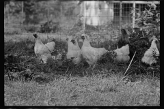 0298_Farming  ( chickens) associated with: CCC (Civilian Conservation Corps)