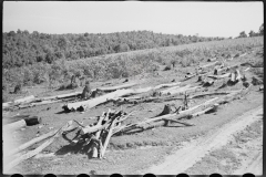 0379_Possible  wasteful use of land ? , Garrett County, Maryland