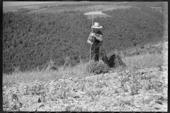 0380_Buckwheat field, Garrett County, Maryland