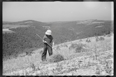 0381_Crop gathering,  Buckwheat , Garrett County, Maryland